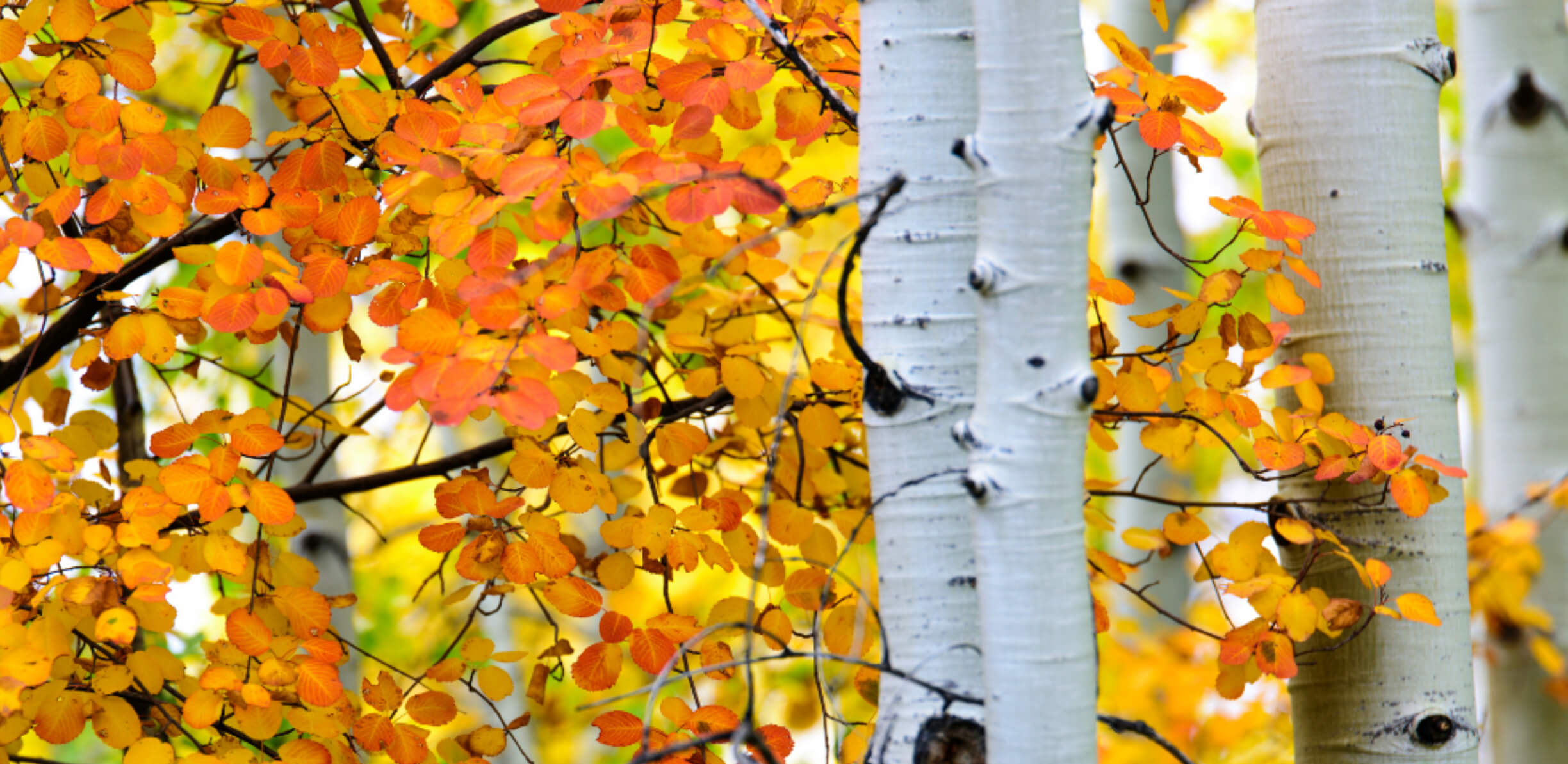 Best Places to See Fall Colors in Utah