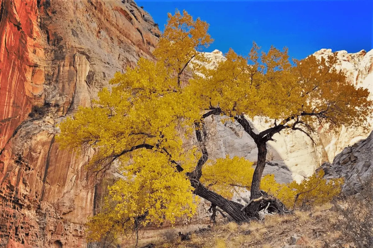 zebra Kanon Bovenstaande Best Places to See Fall Colors in Utah